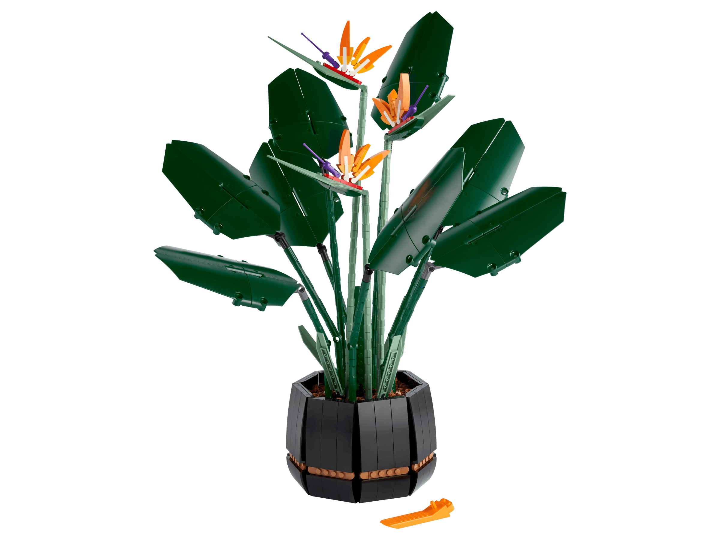 Bird of Paradise