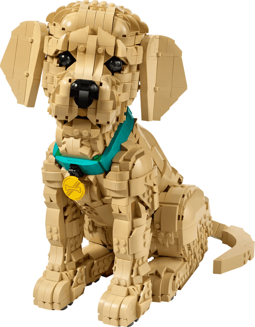 Golden Retriever Puppy