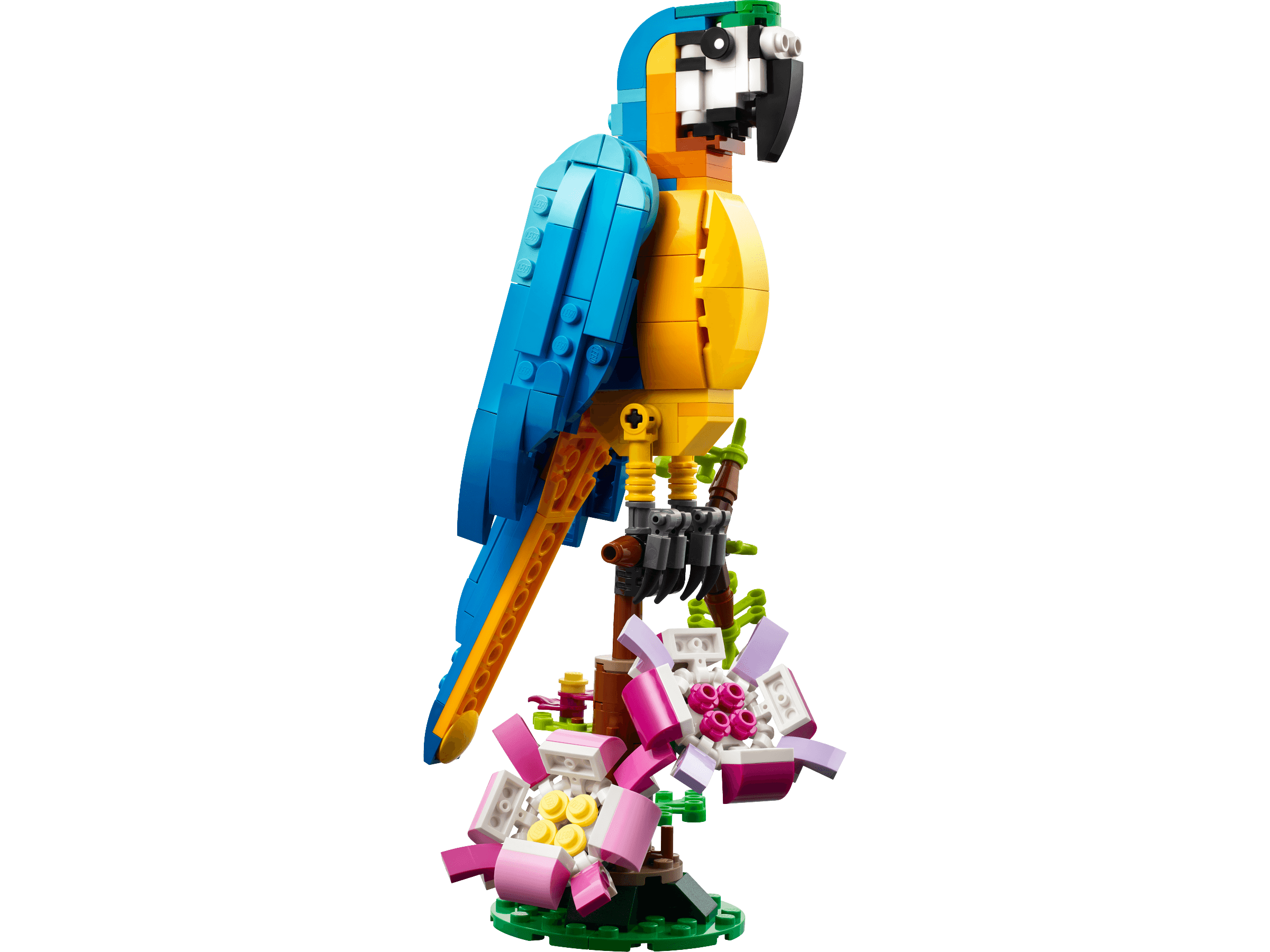 Exotic Parrot