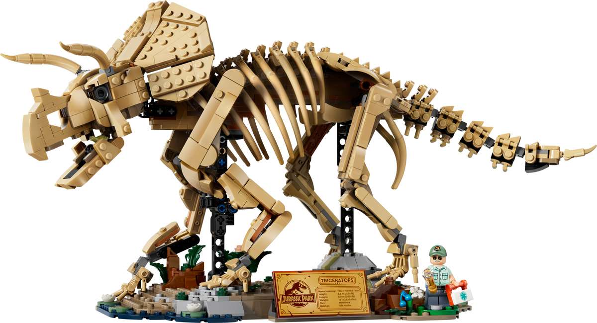 Dinosaur Fossils: Triceratops