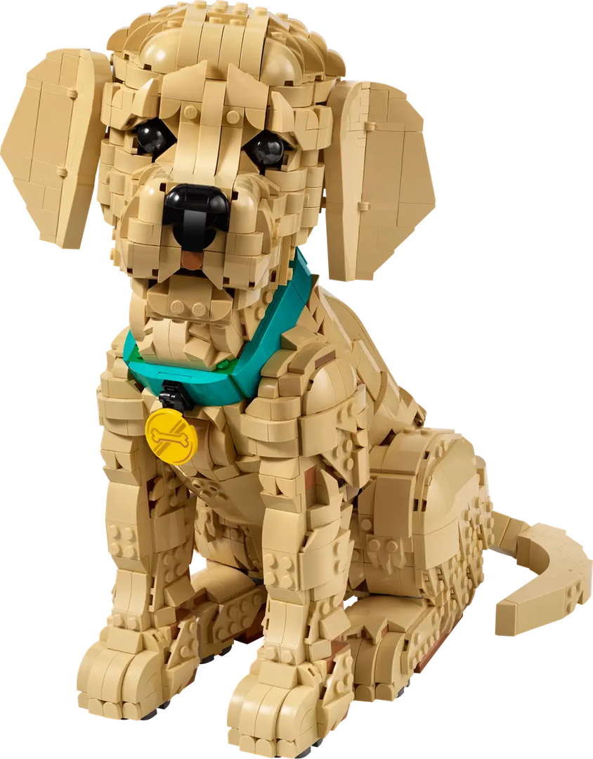 Golden Retriever Puppy