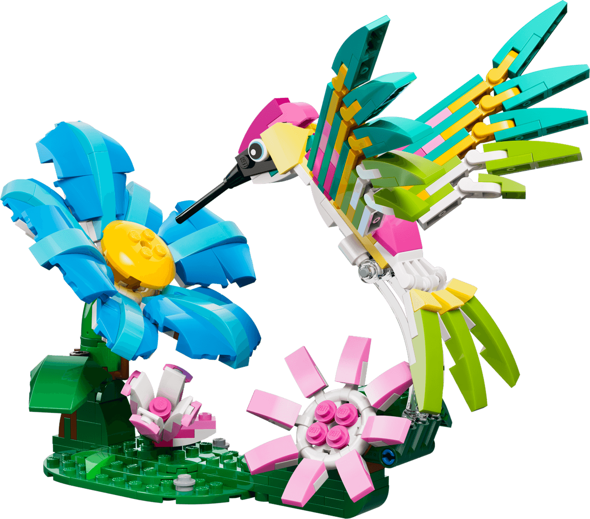 Wild Animals: Colorful Hummingbird
